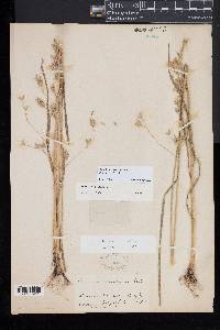 Bromus secalinus image