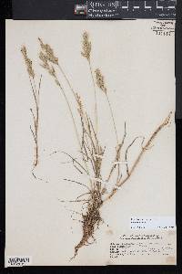 Bromus secalinus image