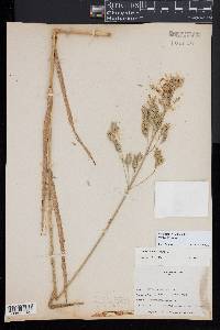 Bromus secalinus image