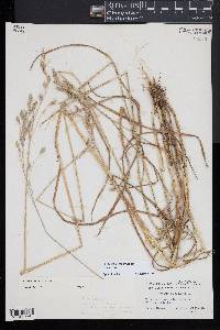 Bromus secalinus image