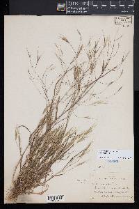 Bromus sterilis image