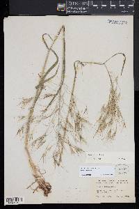 Bromus sterilis image