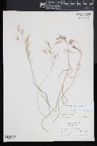 Bromus sterilis image