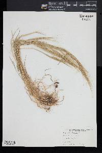 Aegilops triuncialis image