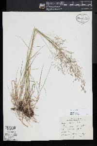 Agrostis capillaris image