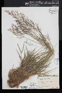 Agrostis capillaris image