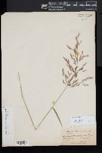 Agrostis capillaris image