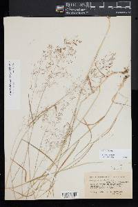 Agrostis capillaris image