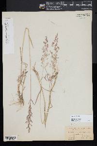 Agrostis capillaris image