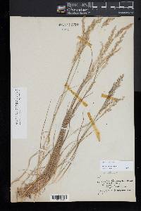 Agrostis capillaris image