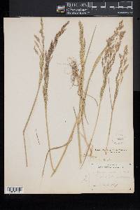 Agrostis capillaris image