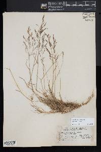 Agrostis canina image