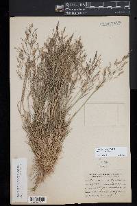 Agrostis canina image