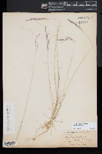 Agrostis canina image