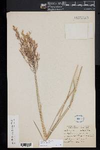 Agrostis canina image