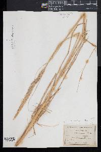 Ammophila breviligulata image