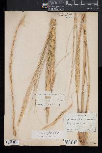 Ammophila breviligulata image