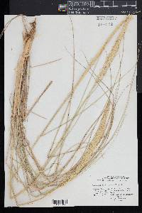 Ammophila breviligulata image