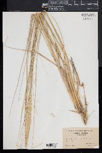 Ammophila breviligulata image