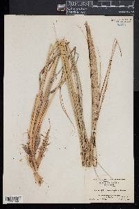 Ammophila breviligulata image
