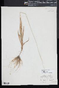 Amphicarpum amphicarpon image