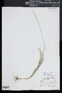 Amphicarpum amphicarpon image