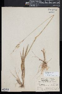 Amphicarpum amphicarpon image