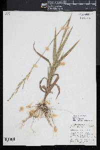 Amphicarpum amphicarpon image