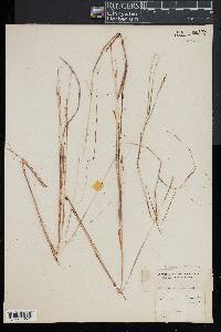 Andropogon angustatus image