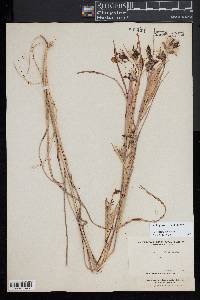 Andropogon ternarius image