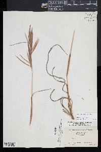 Andropogon ternarius image