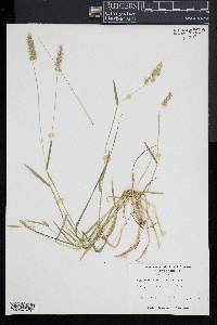 Anthoxanthum aristatum image