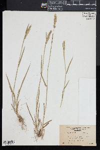 Anthoxanthum aristatum image