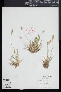 Anthoxanthum odoratum image