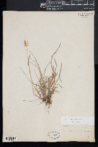 Anthoxanthum odoratum image