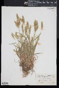 Anthoxanthum odoratum image