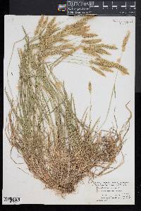 Anthoxanthum odoratum image