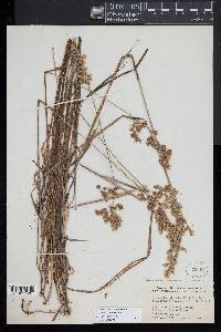 Anthoxanthum nitens image