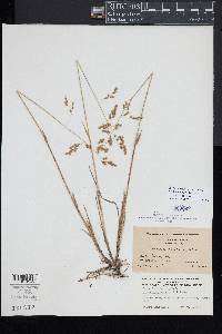 Anthoxanthum nitens image