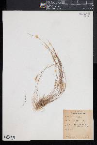 Aristida dichotoma image