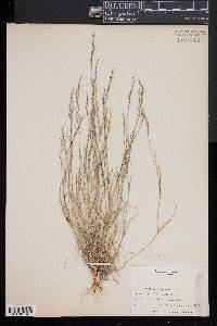 Aristida dichotoma image