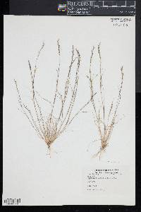 Aristida dichotoma image