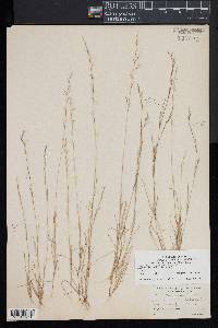 Aristida longespica image