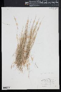 Aristida longespica image