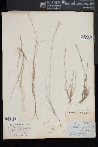 Aristida longespica image