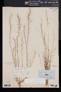 Aristida longespica image