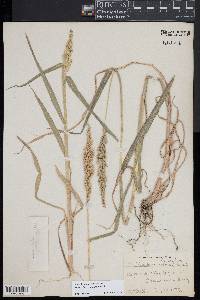 Echinochloa colona image