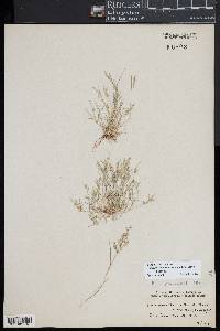 Eragrostis hypnoides image