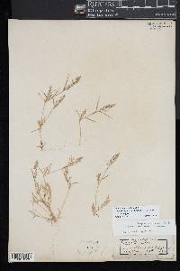 Eragrostis hypnoides image