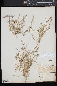 Eragrostis hypnoides image